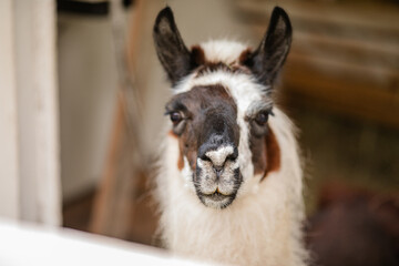 Obraz premium Black and white llama looking at camera from behind white wooden fence.