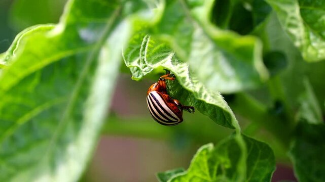 Colorado potato beetle close up on a potato leaf