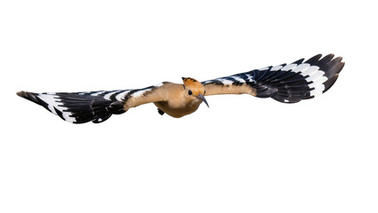 Isolated Hoopoe bird in graceful flight, wings extended, showcasing vibrant plumage and crest © Aoife