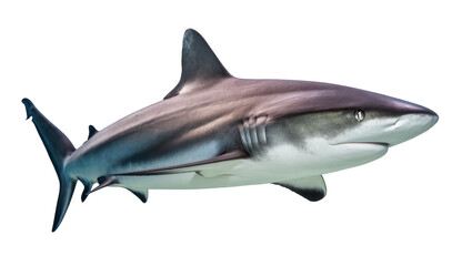 Naklejka premium Isolated majestic shark swimming gracefully, showing powerful fins and streamlined body.