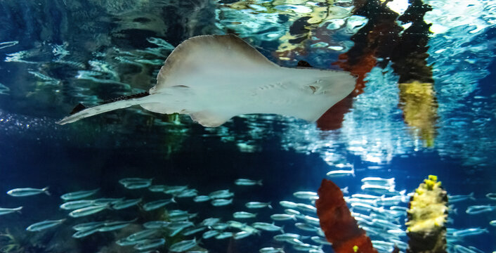 Marine electric stingray fish and sandy seabed
