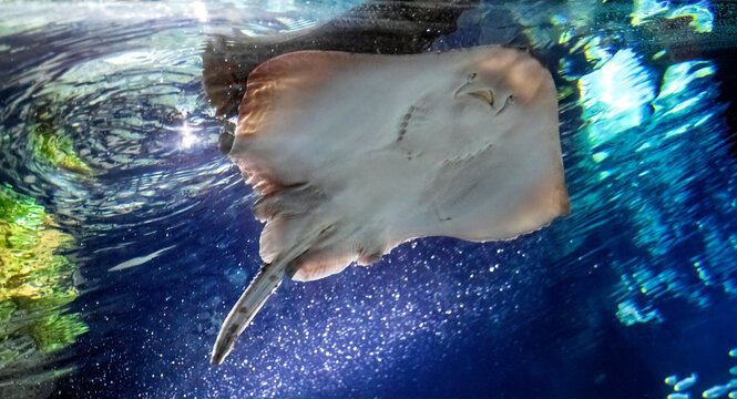 Marine electric stingray fish and sandy seabed	