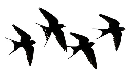 Isolated four flying barn swallows birds in various flight poses against blank backdrop © Aoife
