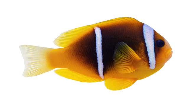 Isolated Sebae Anemonefish, a vibrant marine tropical fish, swimming against a plain backdrop