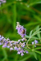 Obraz premium Vertical macro shot of a hard working bee gathering pollen from lavender colored chasteberry blossoms on a blurred green background.