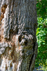 Obraz premium Baumstamm eines alten, knorrigen Baumes sieht aus wie eine Eule oder ein Elefant
