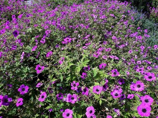 Fototapeta premium Beautiful purple flowers of Geranium Himalayense Patricia, in the garden.