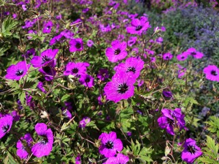Obraz premium Beautiful purple flowers of Geranium Himalayense Patricia, in the garden.