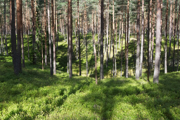 Pine Forest with Blueberry Undergrowth © Creatura Studio