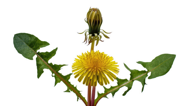 Isolated vibrant dandelion plant displaying its bright yellow flower, a fresh bud, and unique green leaves