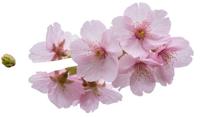 Fototapeta premium Isolated vibrant delicate pink cherry blossoms cluster and a bud, symbolizing pure spring beauty