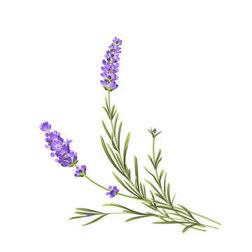 Elegant purple lavender bouquet on white, vector illustration