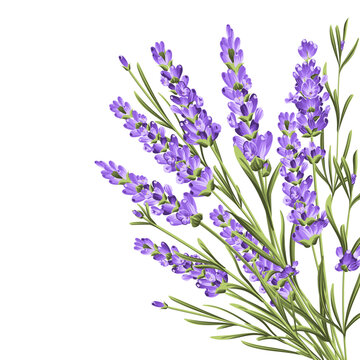 Elegant purple lavender bouquet on white, vector illustration