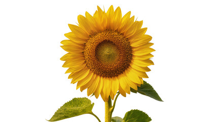 Obraz premium Isolated healthy sunflower in full bloom, showcasing its bright yellow petals and green foliage.