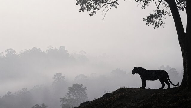 Black leopard watching the forest (Minimal)