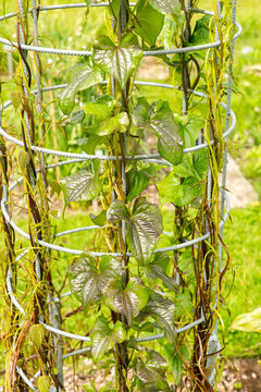 Black bryony or Tamus Communis plant in Saint Gallen in Switzerland 20.5.2026