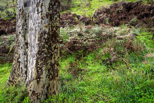 Gum tree trunk and green foliage at Ingalalla Falls waterfall in Hay Flat on the Fleurieu Peninsula, South Australia