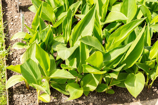African arrowroot or Canna Indica Hybrid plant in Saint Gallen in Switzerland 20.5.2026