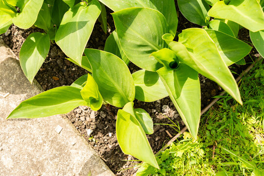 African arrowroot or Canna Indica Hybrid plant in Saint Gallen in Switzerland 20.5.2026