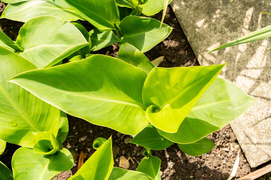 African arrowroot or Canna Indica Hybrid plant in Saint Gallen in Switzerland 20.5.2026