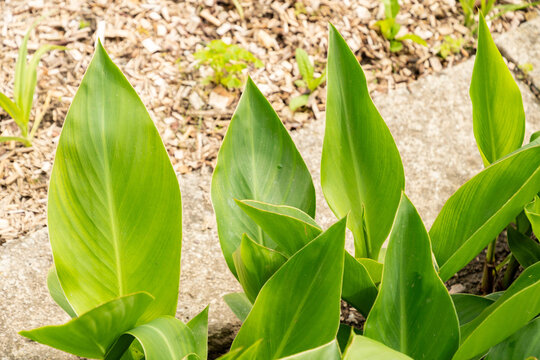 African arrowroot or Canna Indica Hybrid plant in Saint Gallen in Switzerland 20.5.2026