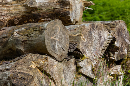 Stacked weathered wooden logs showing detailed grain and rings