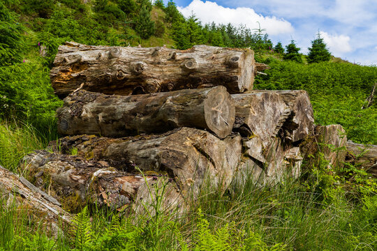 Weathered wooden logs piled on a green hillside