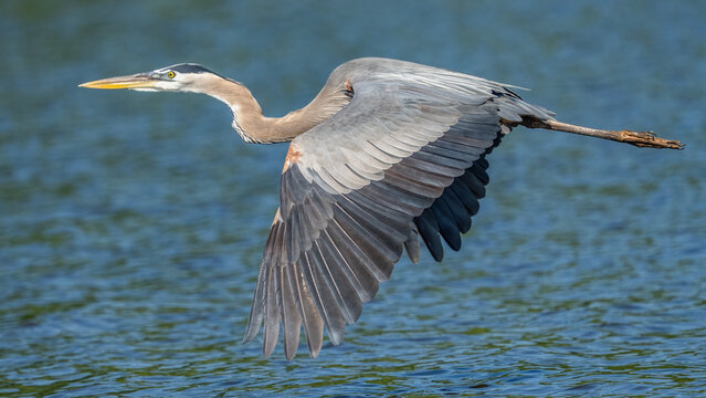 Great Blue Heron fishing on the James River in Virginia