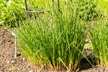 Obraz premium Tritomea or Kniphofia Uvaria plant in Saint Gallen in Switzerland 20.5.2026
