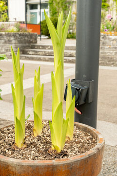 Giant pineapple lily or Eucomis Pole Evansii plant in Saint Gallen in Switzerland 20.5.2026