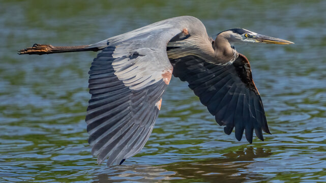 Great Blue Heron fishing on the James River in Virginia