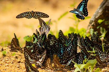 Butterfly swarm puddling sand tropical insect wing nature gathering on warm riverbank soil, vibrant blue and black pattern, delicate flight and calm wildlife moment in sunlight © IndyTimePhoto