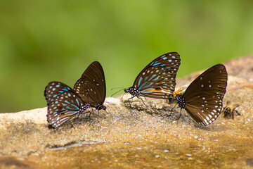 Butterfly insect wildlife nature macro wing pattern tropical three butterflies gathering mineral on wet rock near stream, brown and blue wing detail against green background, calm daylight scene © IndyTimePhoto