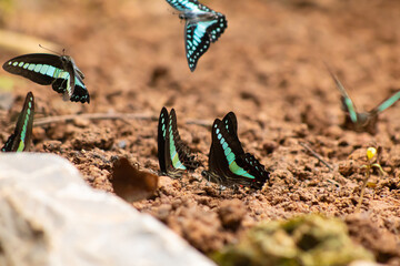 Butterfly mud puddle soil wildlife nature tropical swarm, group of blue green butterflies drinking minerals on wet clay, closeup with soft background, calm natural scene © IndyTimePhoto