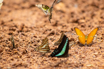Butterfly mud soil puddling wildlife nature insect macro, colorful butterflies gather on damp ground for minerals, patterned wings shining in warm sunlight, soft bokeh background © IndyTimePhoto