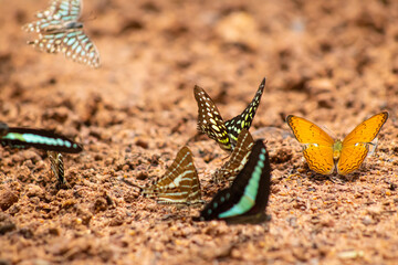 Butterfly insect wildlife nature sand soil group wing closeup photo showing colorful butterflies puddling on wet ground, bright orange and blue green patterns, calm summer scene © IndyTimePhoto