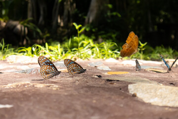 Butterfly insect nature wildlife forest sunlight wing ground, group of colorful butterflies resting on warm stone path, soft bokeh, calm summer habitat scene © IndyTimePhoto