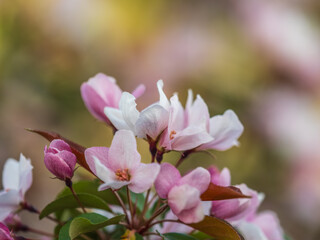 Obraz premium Fresh pink flowers of a blossoming apple tree with blured background
