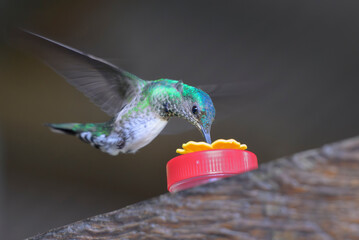 Obraz premium White-necked Jacobin (Florisuga mellivora) female feeding from a hummingbird feeder, Peru.