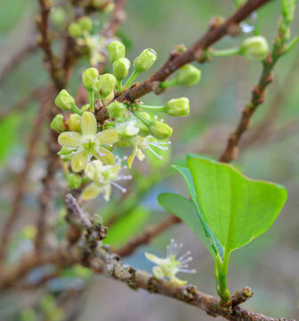 Blooming coca bush (Erythroxylum novogranatense) at plantation in Peruvean Andes.