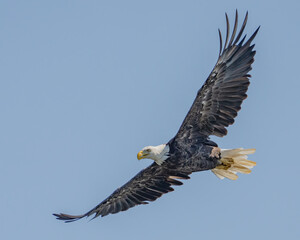 Fototapeta premium Bald Eagle in flight and catching fish