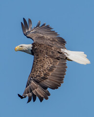 Obraz premium Bald Eagle in flight and catching fish