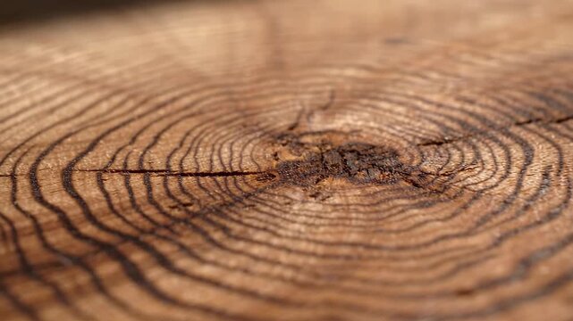 Intricate Wood Grain Texture Reveals Natural Beauty of Tree Trunk, Highlighting Organic Lines and Rings for Warm, Timeless Appeal