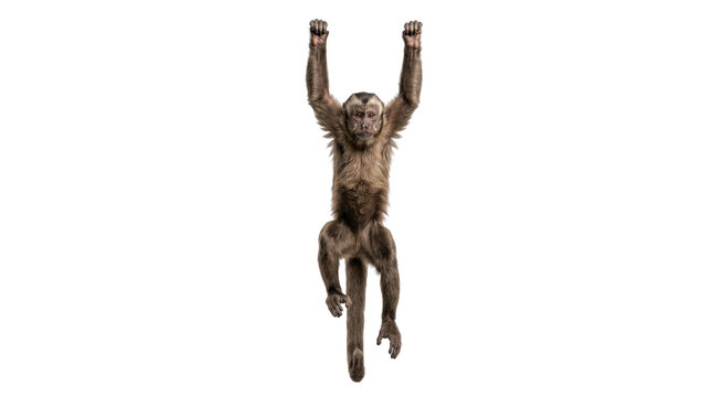 Monkey hanging from a branch, isolated on a transparent background.