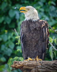 Fototapeta premium Bald Eagle in flight and catching fish
