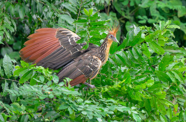 Naklejka premium Hoatzin (Opisthocomus hoazin) in rainforest, Manu National Park, Peru.