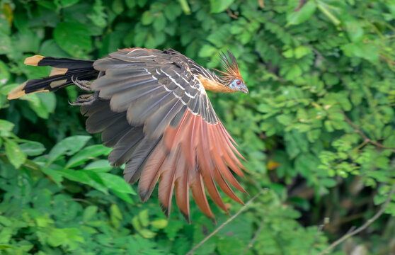Hoatzin (Opisthocomus hoazin) flying in in rainforest canopy, Manu National Park, Peru.