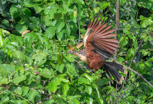 Hoatzin (Opisthocomus hoazin) taking off from a tree in rainforest, Manu National Park, Peru.