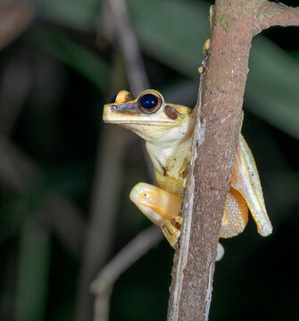 Cayenne Spiny-backed Frog (Osteocephalus leprieurii) in a tree at night, Manu national Park, Peru.