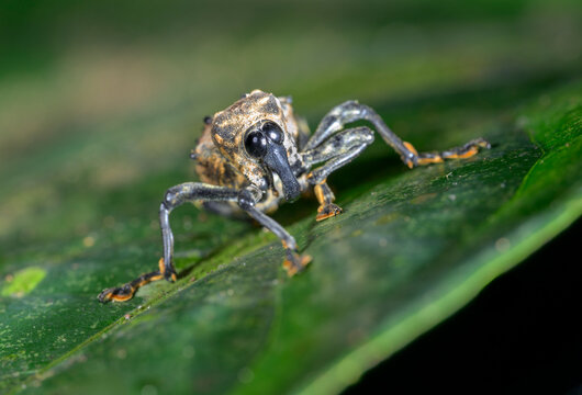 spiny weevil beetle (Heilus freyreissi) on plant leaf in rainforest, Manu national park. Peru.